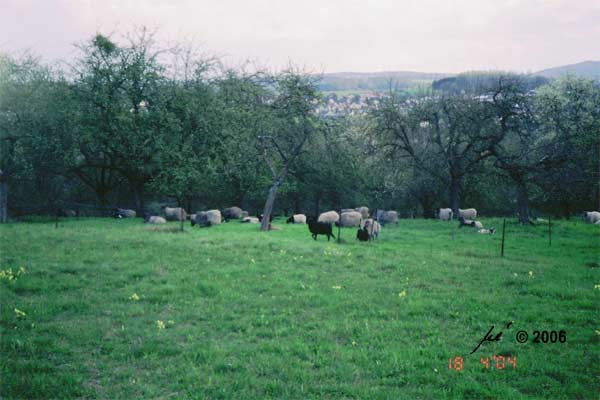 Schafe am offenem Eingang zur Heuwiese